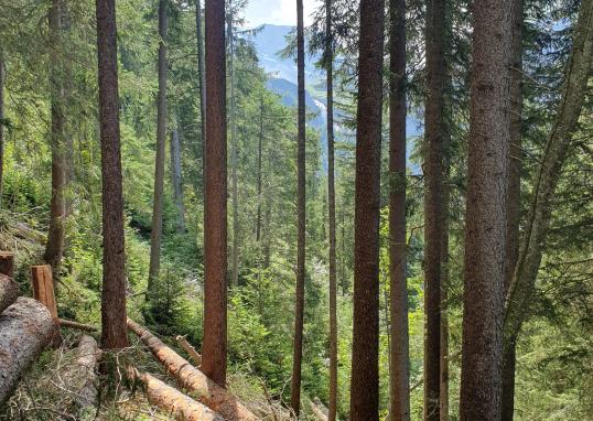 Waldbild