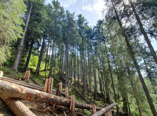 Wald im Frutigland